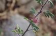 Calliandra eriophylla Fairy Duster. 