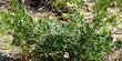 Rhamnus San Bruno can  reach 5 ft., but tends to be lower.