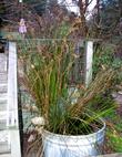 Juncus textilus, Basket Rush