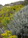 Dune Lupine, Lupinus chamissonis with flowers - grid24_24