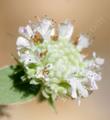 Pycnanthemum californicum, Mountain Mint flower cluster is very minty and fragrant.