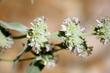 Pycnanthemum californicum, Mountain Mint's flower spike.