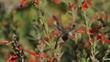 Anna Hummingbird on a California Fuchsia
