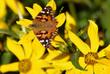 Butterflies on Bidens laevis, Joaquin Sunflower or Bur Marigold. 