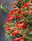 PHAT Margarita flowers. This California fuchsia is a hybrid of two plants from Southern California. This one does well in San Diego and Los Angeles.
