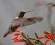 PHAT Margarita Fuchsia with an Anna Hummingbird