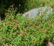 Epilobium canum subsp. latifolium,(Zauschneria latifolium) form of California fuchsia , in Mineral King. - grid24_24