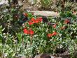 Epilobium canum subsp. latifolium,(Zauschneria latifolium) form of California fuchsia   growing out of a rock.