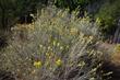 Chrysothamnus nauseosus, Rabbitbrush. 