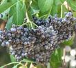 Elderberry, 
Mexican Elderberry, Western Elderberry berries can be eaten raw by some, other folks will be violently ill if they eat them raw. If cooked, all seem to be fine with them. - grid24_24