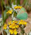 A green hairstreak on a Eriophyllum confertiflorum - grid24_24