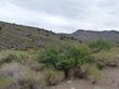 Ribes aureum out tin the desert by the Nevada border.