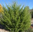 A young Cupressus macrocarpa, Monterey Cypress