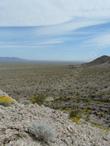Salvia funerea. Death Valley Sage bush overlooking the  Eastern Mojave Desert