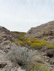 Salvia funerea. Death Valley Sage bush with Encelia farinosa on limestone cliffs.