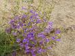 Penstemon heterophyllus  is a Foothill Penstemon. It's grows in slightly less rainfall the Penstemon heterophyllus australis. Flowers are deeper blue. - grid24_24