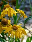 Helenium hoopesii, Owlsclaws - grid24_24