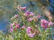 Chilopsis linearis, Desert Willow