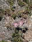 Monardella palmeri and Calochortus albus, Fairy Lantern - grid24_24