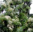 Catalina Ironwood, Lyonothamnus floribundus flowers - grid24_24