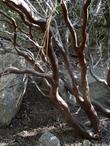 The bark of Arctostaphylos pringlei drupacea Idyllwild Manzanita, Pinkbract Manzanita or Cuyamaca Manzanita - grid24_24