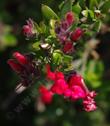 Galvezia speciosa, Island Snapdragon flowers. - grid24_24