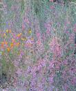 Clarkia, Garland Flower, Mountain Garland,  Clarkia unguiculata making a show in the front yard - grid24_24