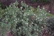 The original plant must have been 100 years old as this Otay Manzanita is 15 years and 4 ft. tall.