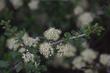 Ceanothus greggii vestitus flowers