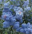 deep blue flowers of the Tassajar Blue