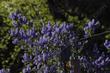 Ceanothus sorediatus Klamath has nice blue flowers.