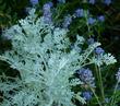 Artemisia pycnocephala and Ceanothus