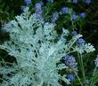 Artemisia pycnocephala and Ceanothus - grid24_24