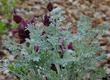 Artemisia pycnocephala and Salvia spathacea