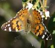 Painted lady butterfly on Arctostaphylos Dr. Hurd.