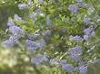 Ceanothus oliganthus makes many of the hillsides blue in spring from Banning to Poway. Drought tolerant to about 6 inches of rainfall, this photo was taken after two 8 inch rainfall years, with our summer heat.