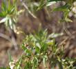 Mule fat, Baccharis viminea flowers in the winds. - grid24_24