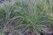  Festuca californica, California Fescue.  - grid24_24