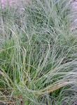  Festuca occidentalis, Western Fescue 