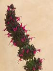 Salvia spathacea Powerline Pink, hummingbird sage