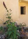 Salvia spathacea Powerline Pink, hummingbird sage