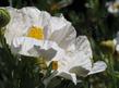 Romneya coulteri, Matilija Poppy  - grid24_24