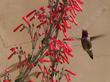 Penstemon centranthifolius is loved by hummingbirds
