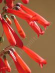 Penstemon centranthifolius, Scarlet Bugler - grid24_24