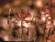 Clarkia bottae, Botta's clarkia, Punch Bowl Godetia - grid24_24