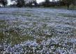 Nemophila menziesii, Baby Blue Eyes