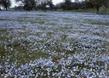 Nemophila menziesii, Baby Blue Eyes - grid24_24