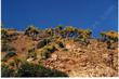 Coreopsis gigantea plants growing on a slope in west Santa Barbara County. - grid24_24