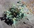 Asclepias erosa, Desert Milkweed.