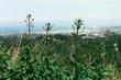Scrophularia californica, California Figwort - grid24_24